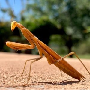 Meet your Posher, Albert